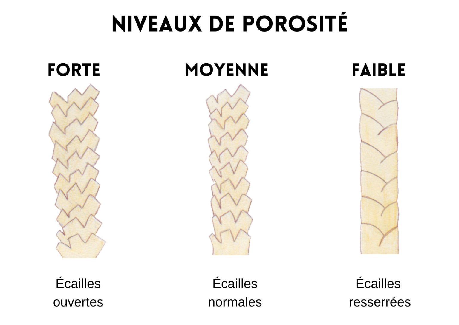 Adaptez votre routine à la porosité de vos cheveux